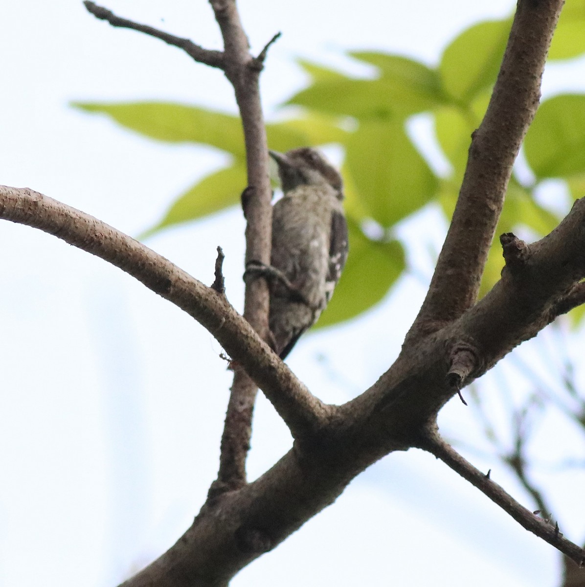 Brown-capped Pygmy Woodpecker - ML582445371