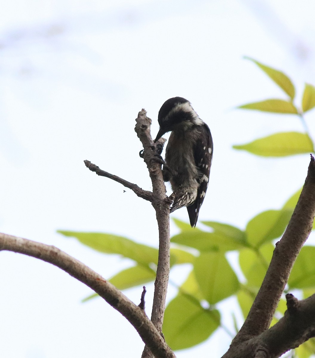 Brown-capped Pygmy Woodpecker - ML582445381