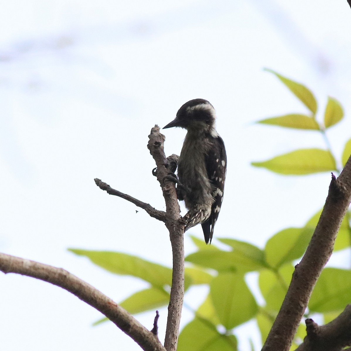 Brown-capped Pygmy Woodpecker - ML582445401