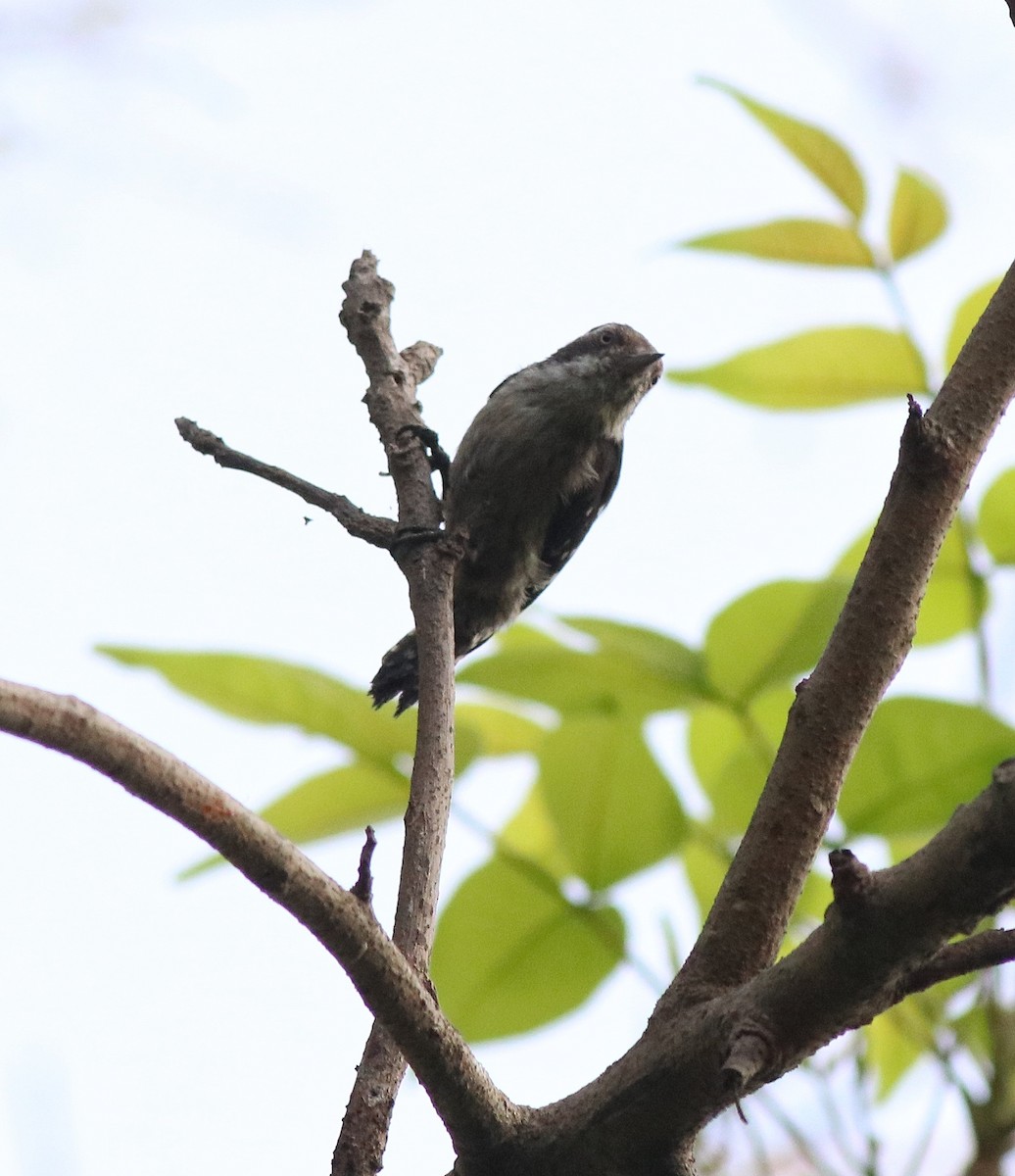 Brown-capped Pygmy Woodpecker - ML582445411