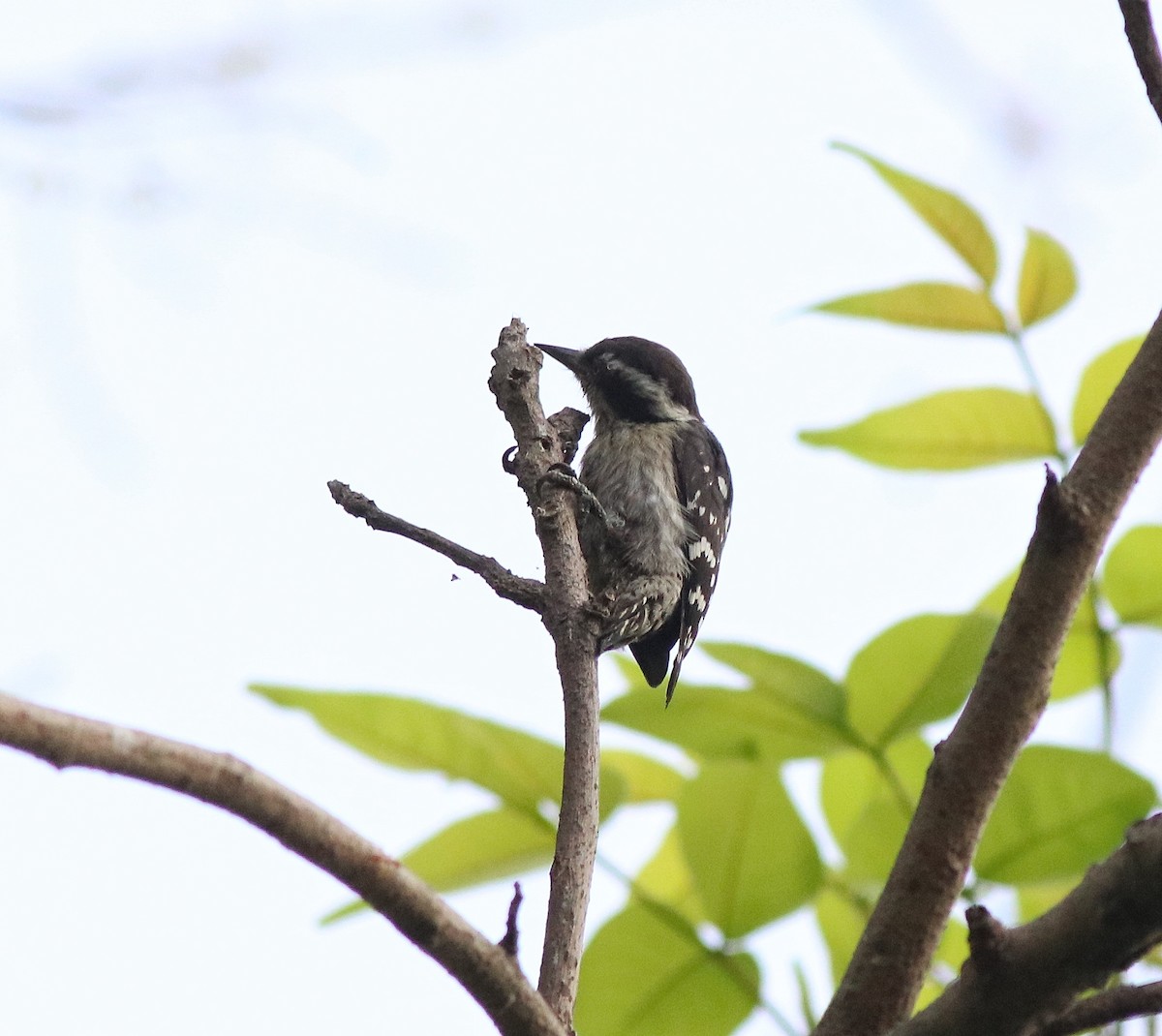 Brown-capped Pygmy Woodpecker - ML582445421