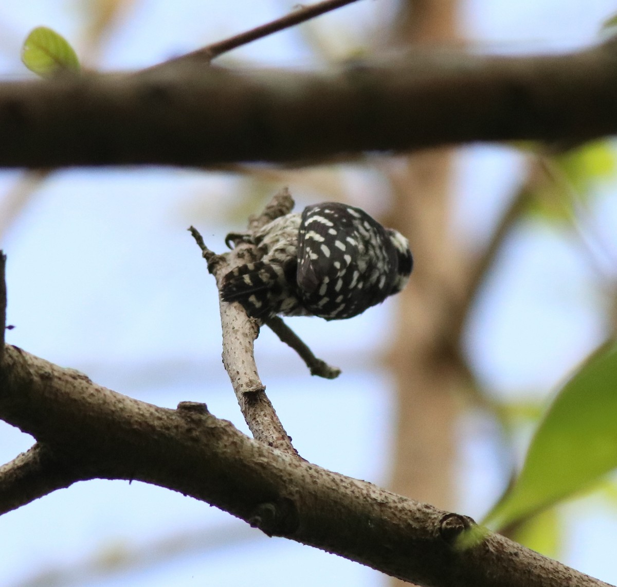 Brown-capped Pygmy Woodpecker - ML582445441