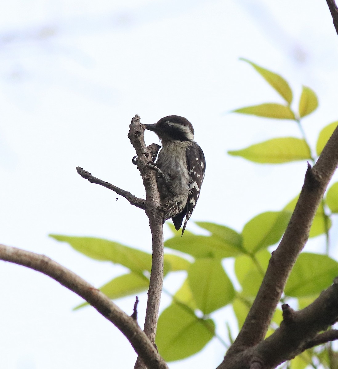 Brown-capped Pygmy Woodpecker - ML582445451