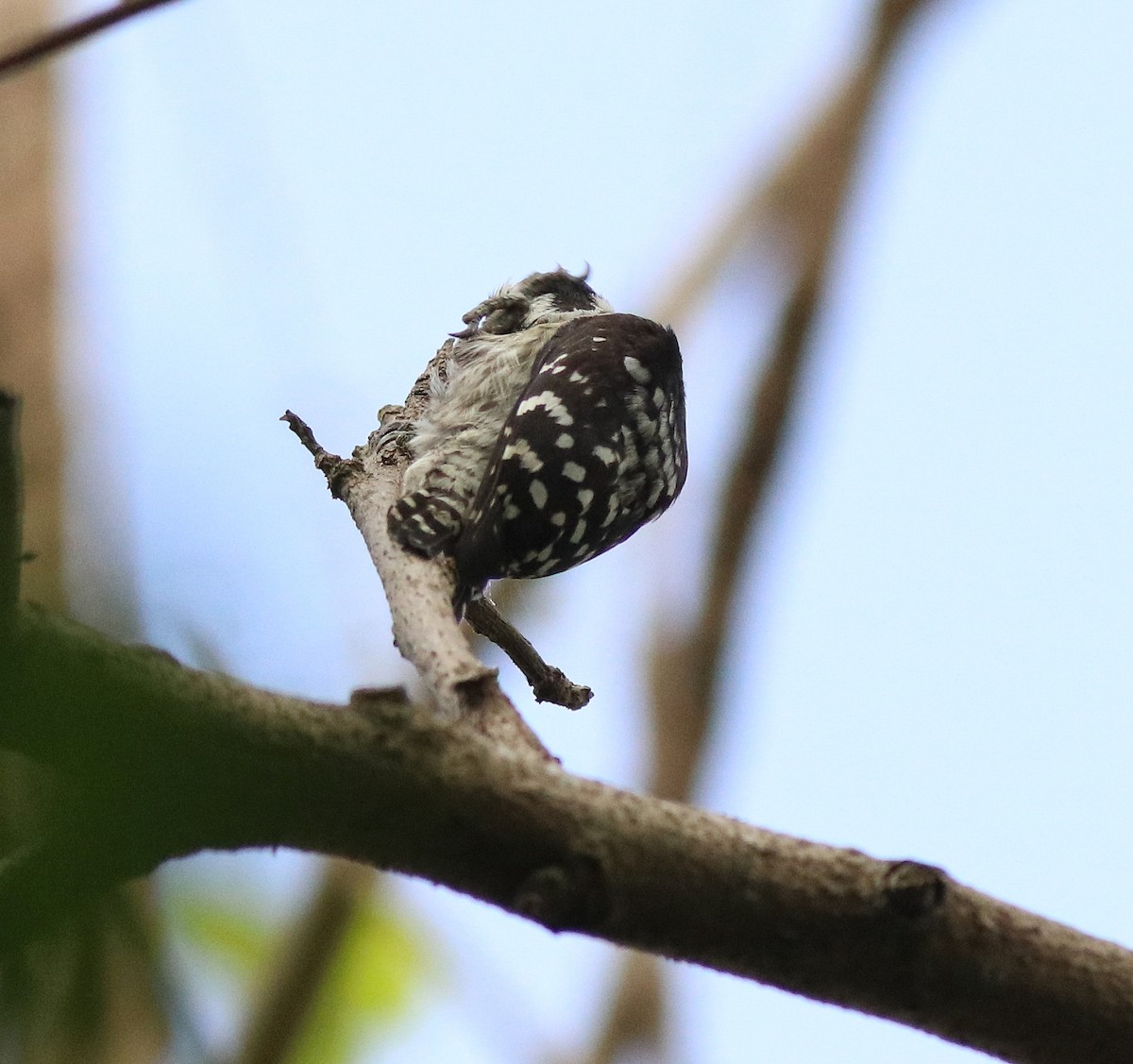 Brown-capped Pygmy Woodpecker - ML582445471