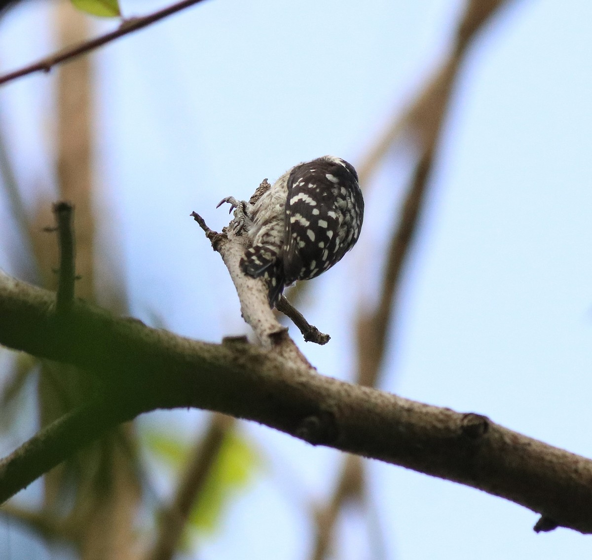 Brown-capped Pygmy Woodpecker - ML582445501