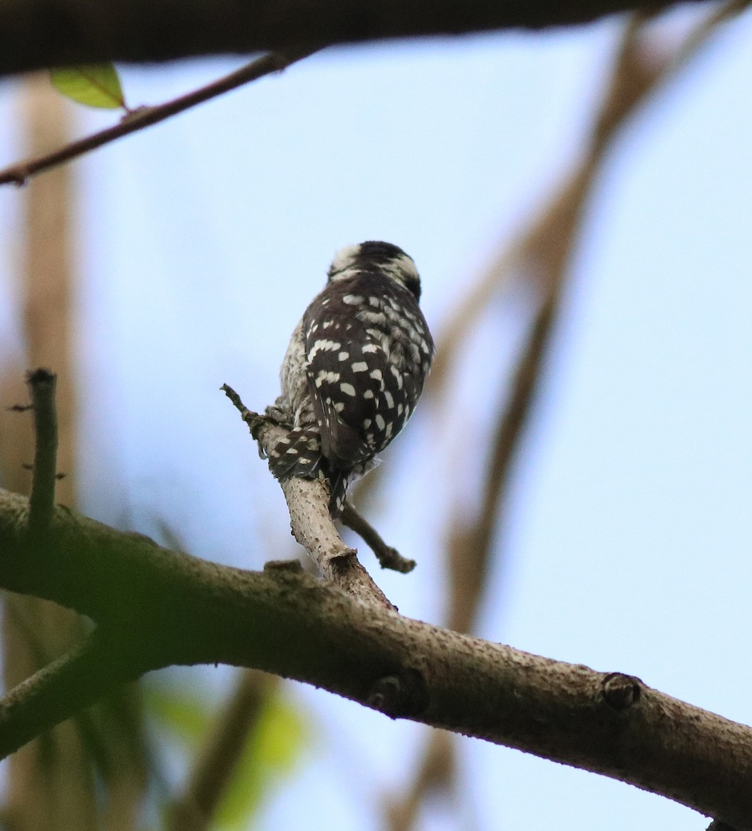 Brown-capped Pygmy Woodpecker - ML582445511