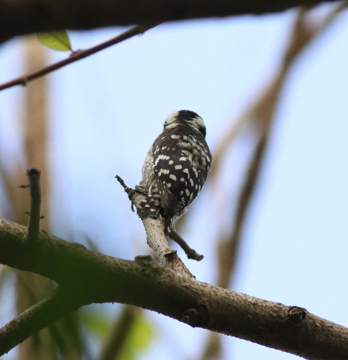 Brown-capped Pygmy Woodpecker - ML582445521