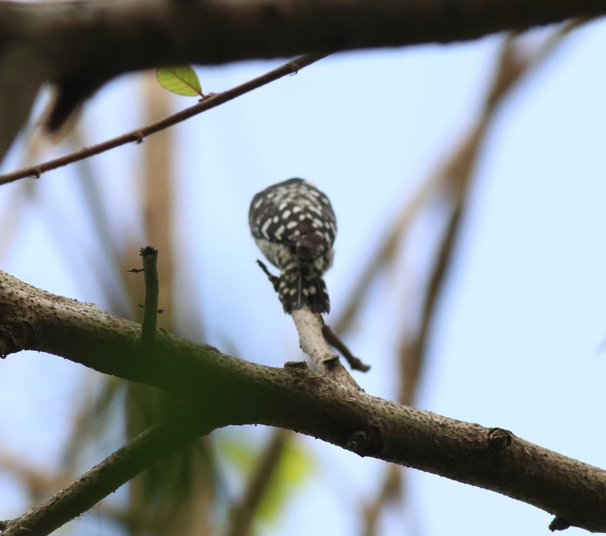 Brown-capped Pygmy Woodpecker - ML582445531