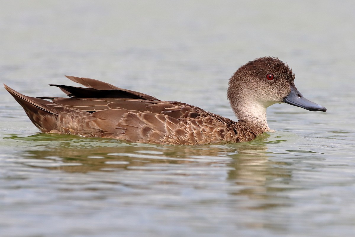 Chestnut Teal - Rolo Rodsey