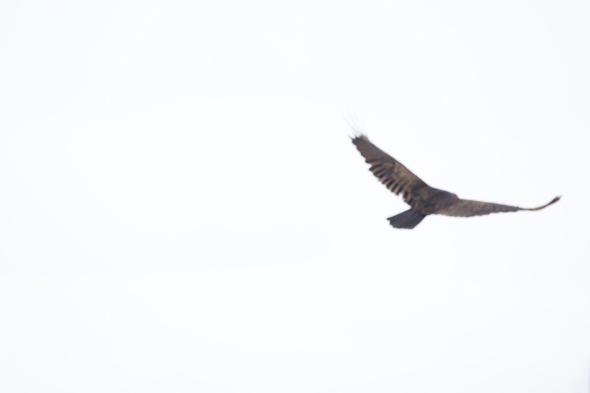 Turkey Vulture - ML582447821