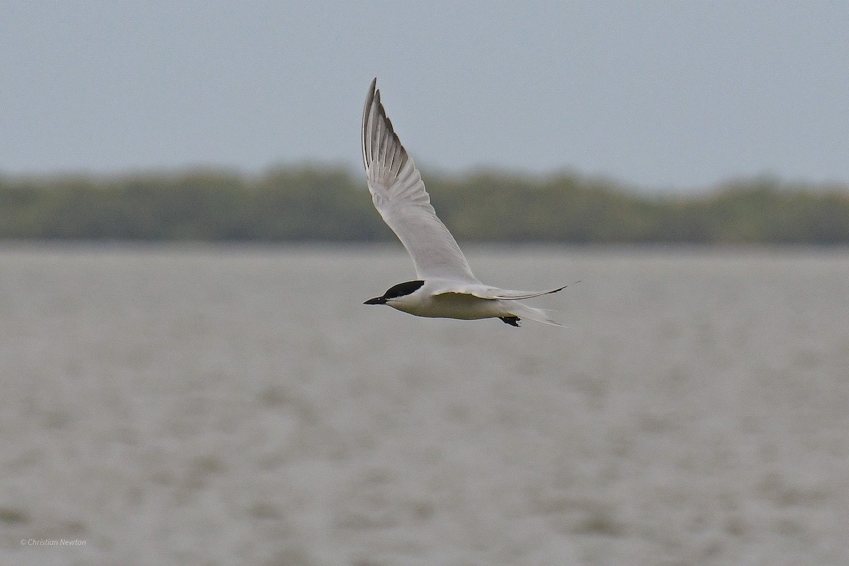 Gull-billed Tern - ML582447971