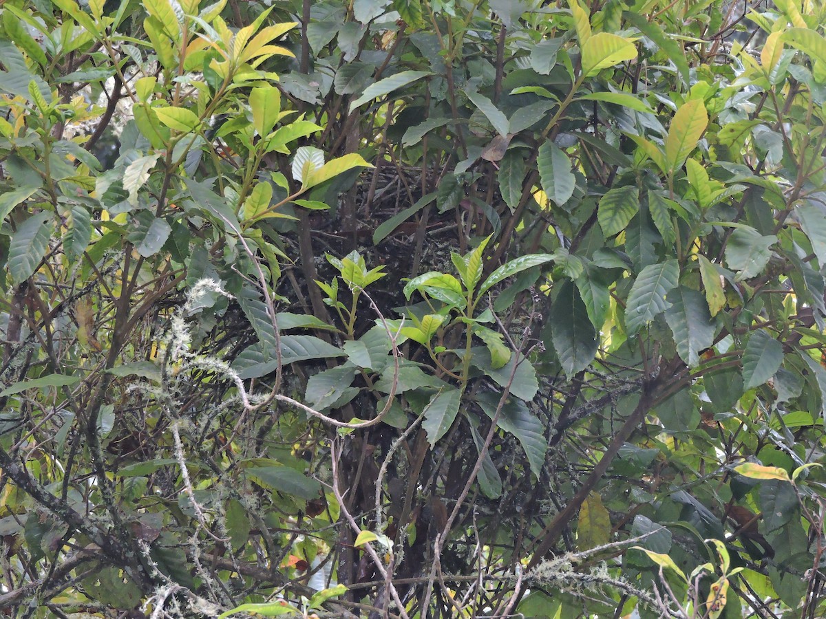 Black-collared Jay - felipe espinosa