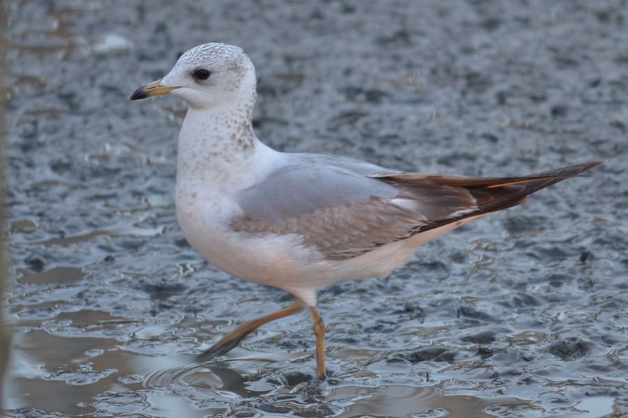 Common Gull - Supaporn Teamwong
