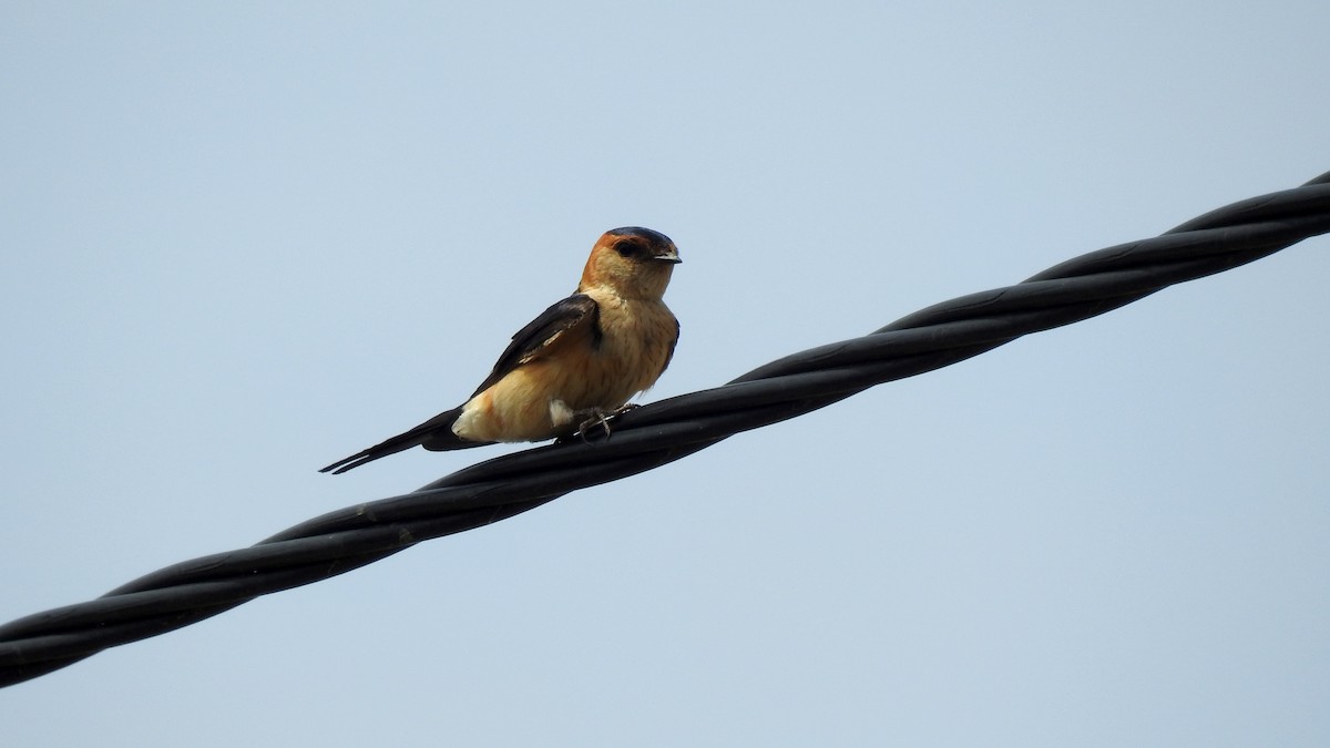 Red-rumped Swallow - ML582455291