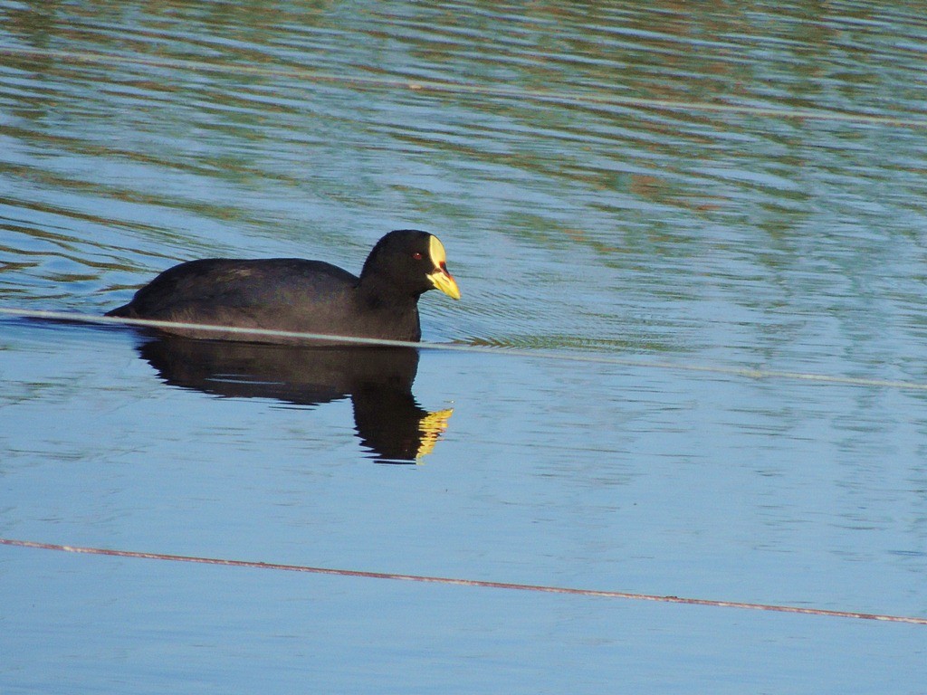 Red-gartered Coot - ML58245671