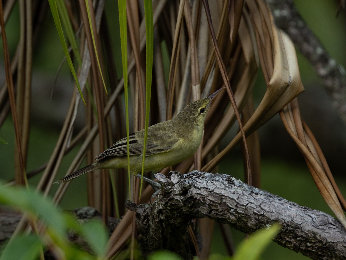 Northern Marquesan Reed Warbler - ML582466291