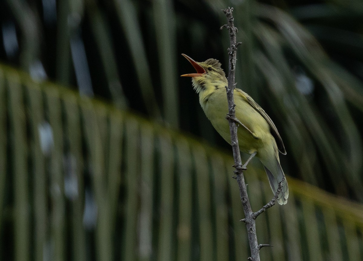 Northern Marquesan Reed Warbler - Santiago Imberti