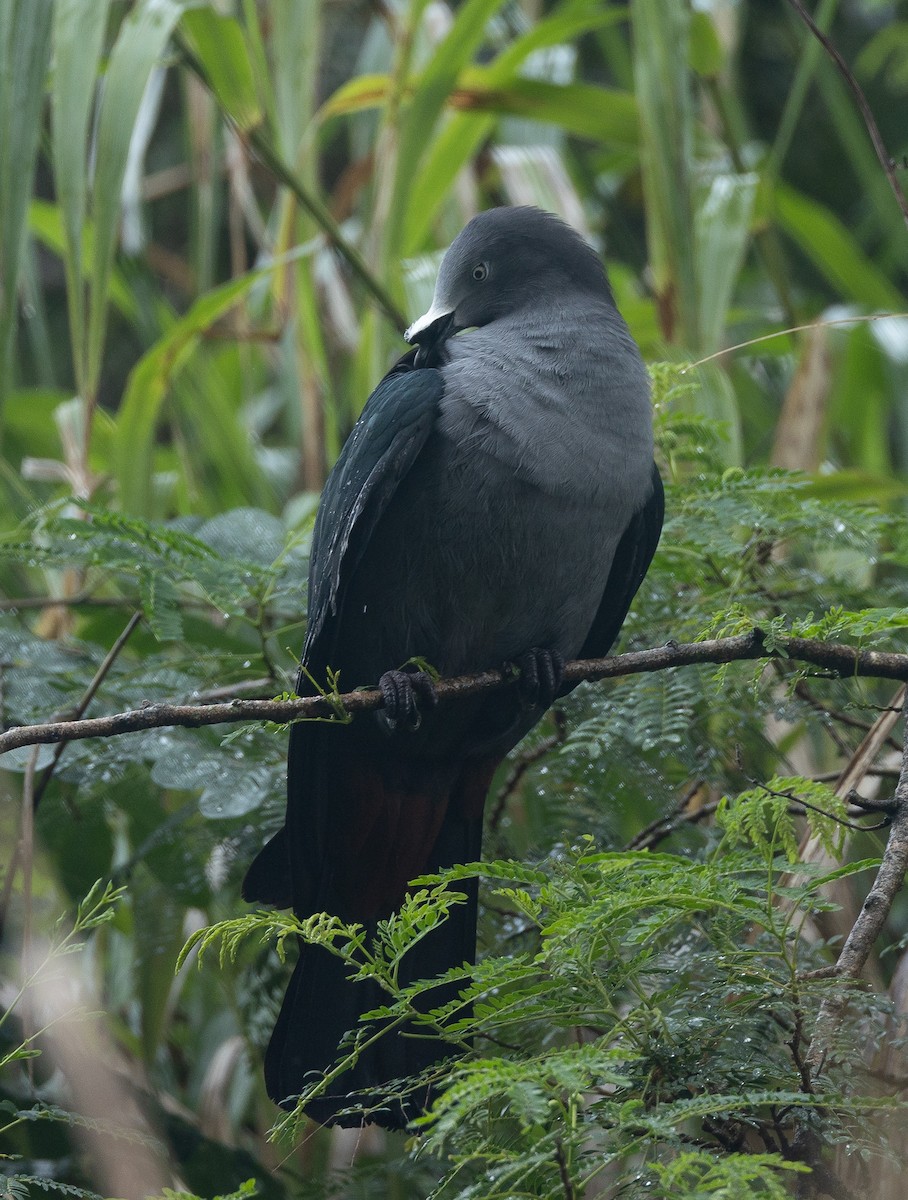 Marquesas Imperial-Pigeon - Santiago Imberti