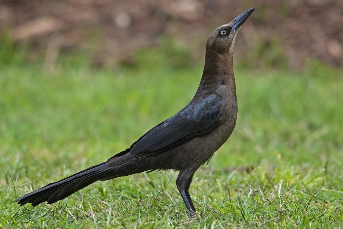Great-tailed Grackle - ML582468741