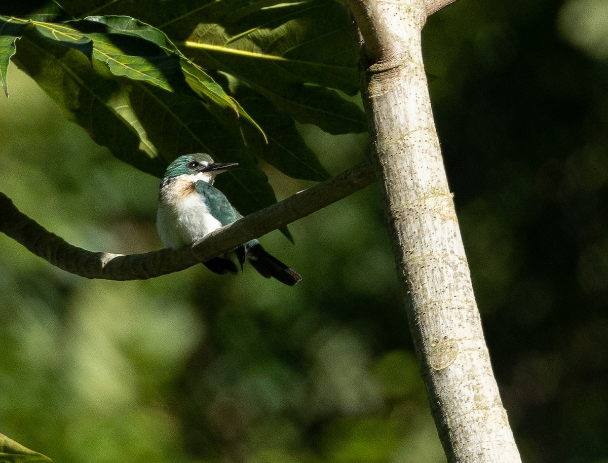 Society Kingfisher (Tahiti) - Santiago Imberti