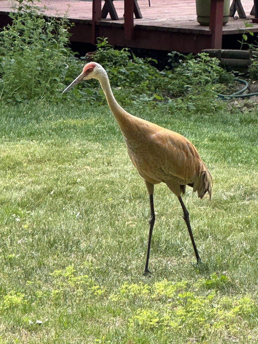 Sandhill Crane - ML582472151