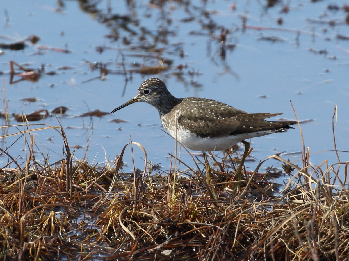 Solitary Sandpiper - Seth Beaudreault