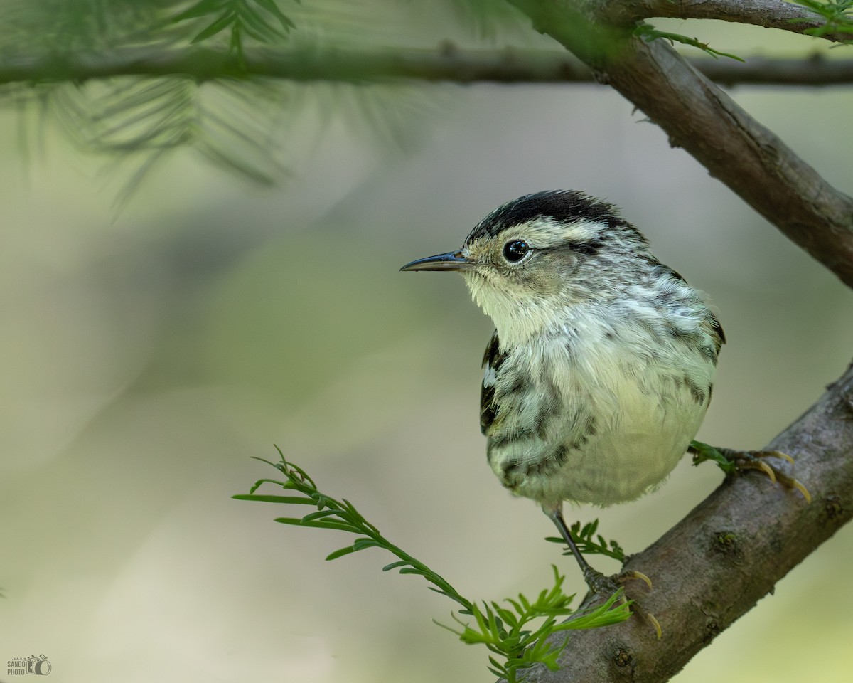 Black-and-white Warbler - ML582473881