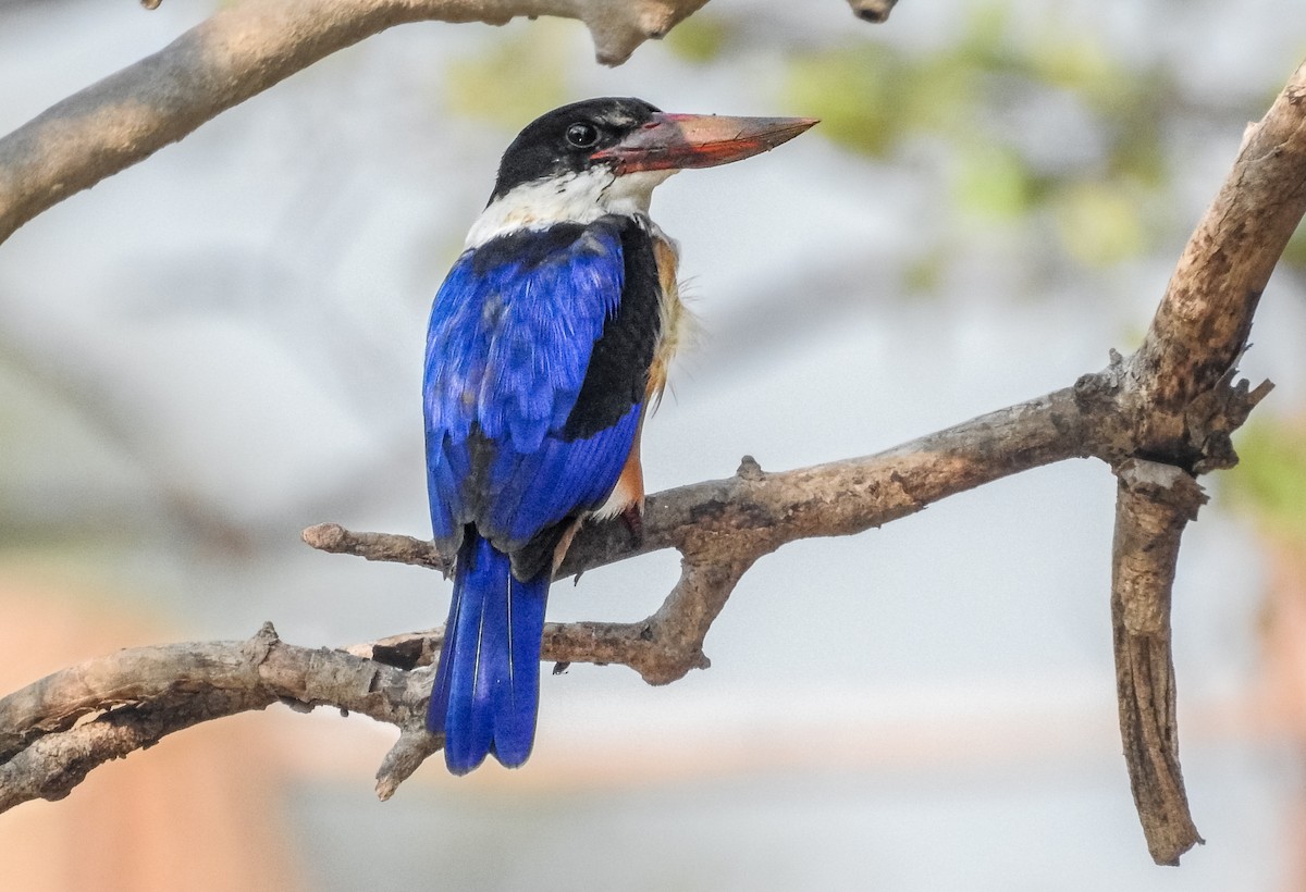 Black-capped Kingfisher - Shantanu Majumdar