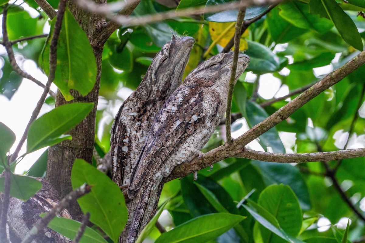 Papuan Frogmouth - Duncan Henderson
