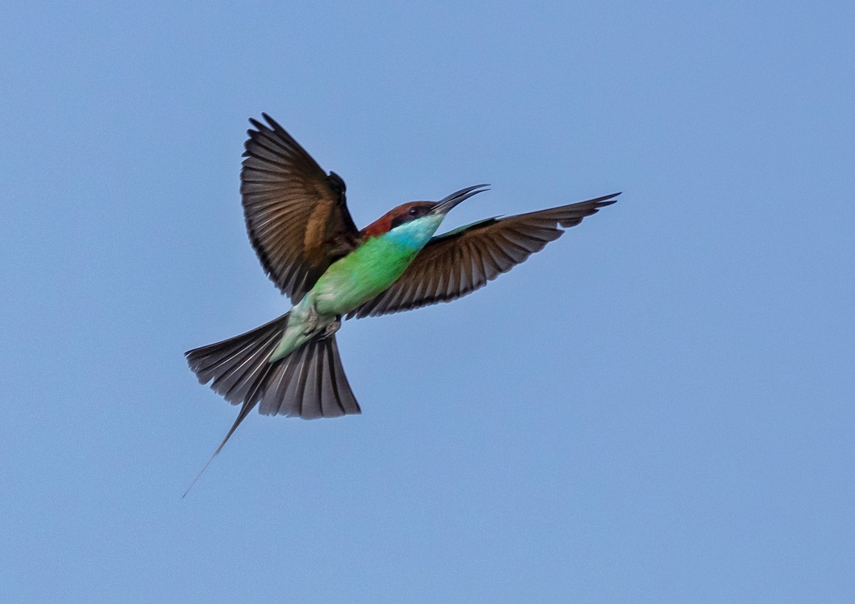 Blue-throated Bee-eater - 浙江 重要鸟讯汇整