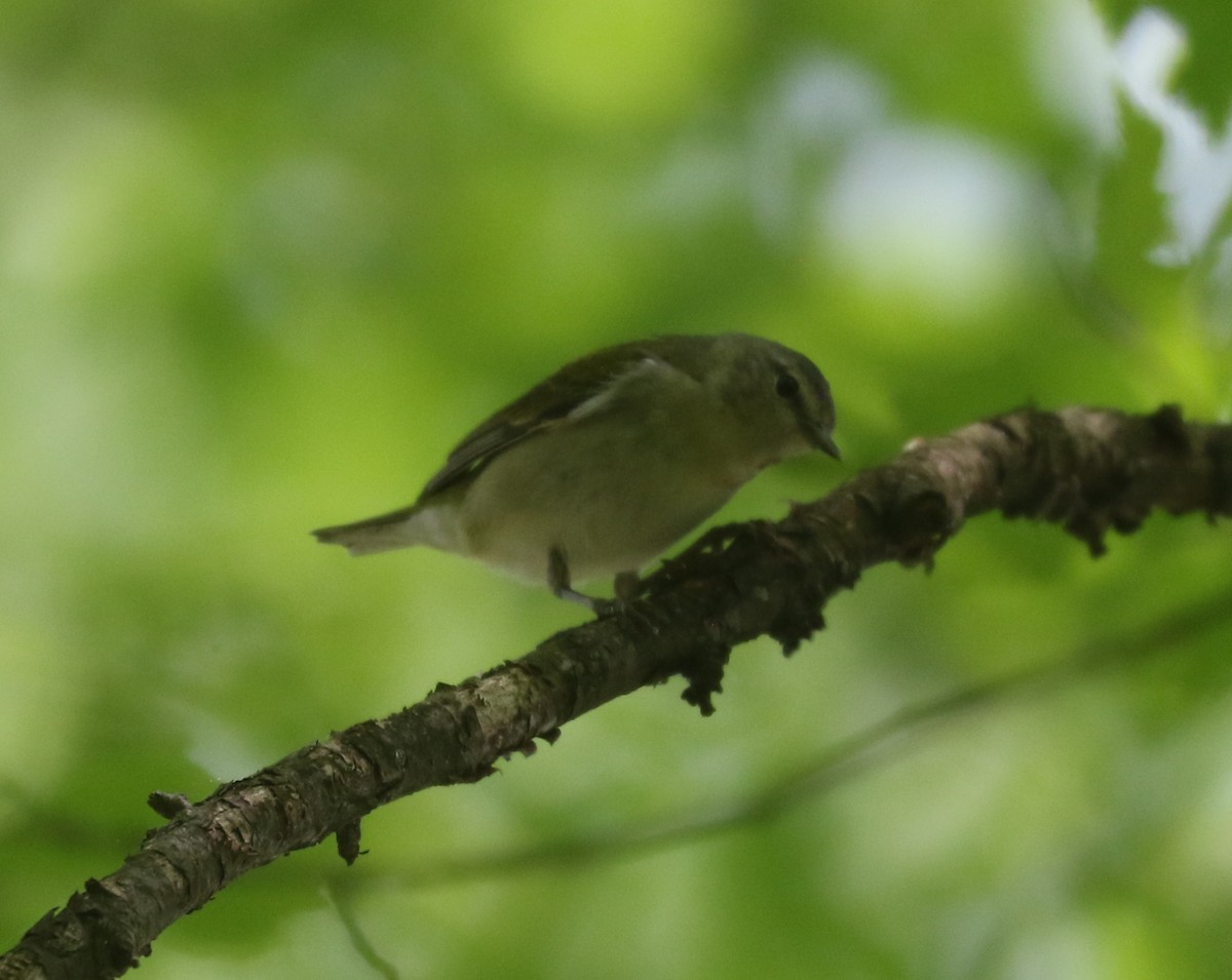 Tennessee Warbler - Bobby Brown