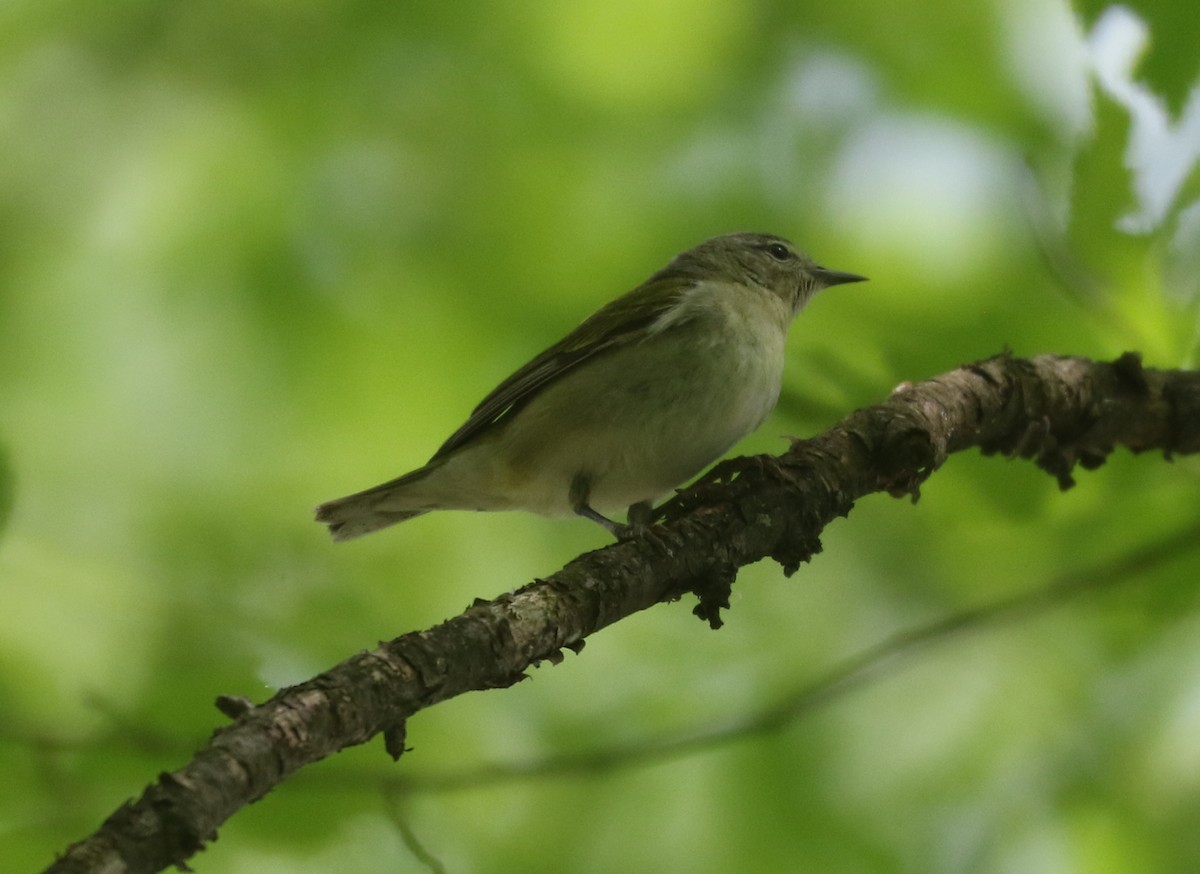 Tennessee Warbler - Bobby Brown