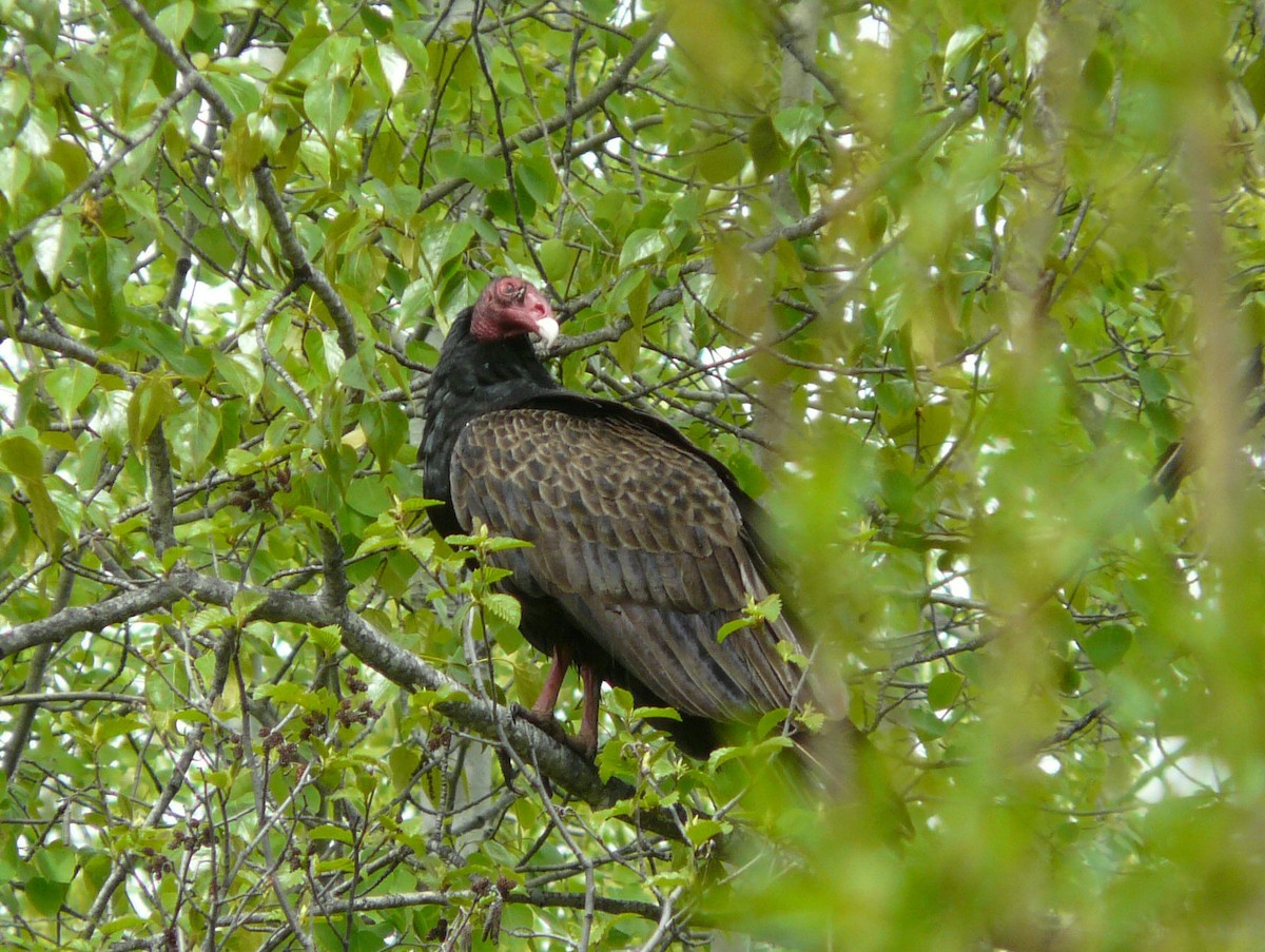 Turkey Vulture - Douglas Leighton