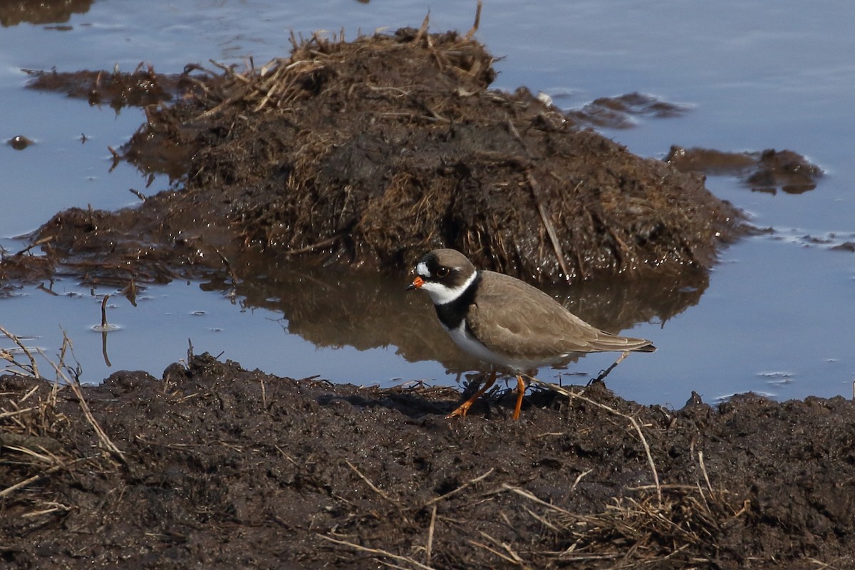 Semipalmated Plover - ML58248201
