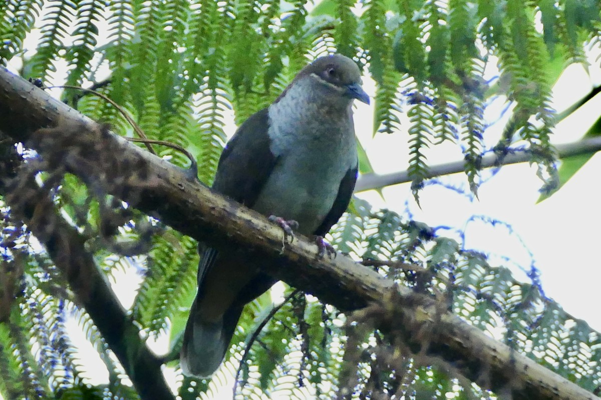 Amethyst Brown-Dove (Gray-breasted) - Peter Kaestner