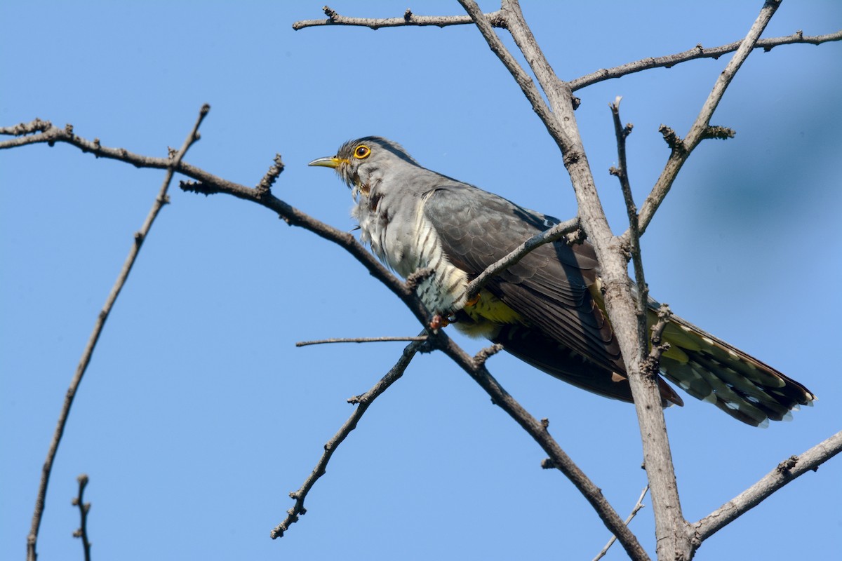 Madagascar Cuckoo - ML582486051