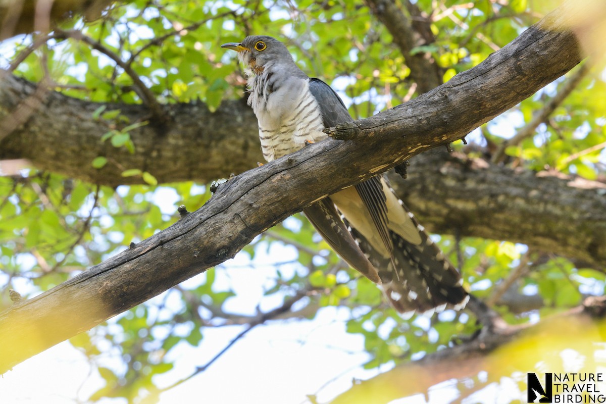 Madagascar Cuckoo - Marc Cronje- Nature Travel Birding