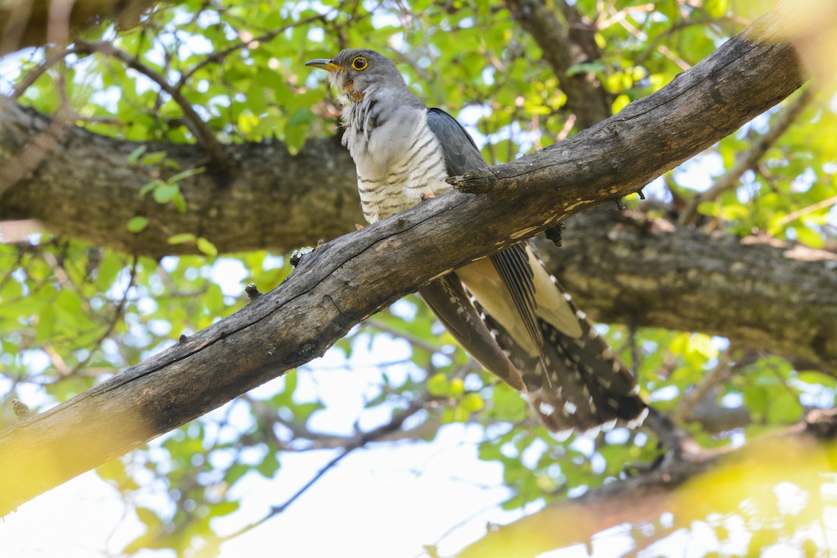 Madagascar Cuckoo - Marc Cronje- Nature Travel Birding