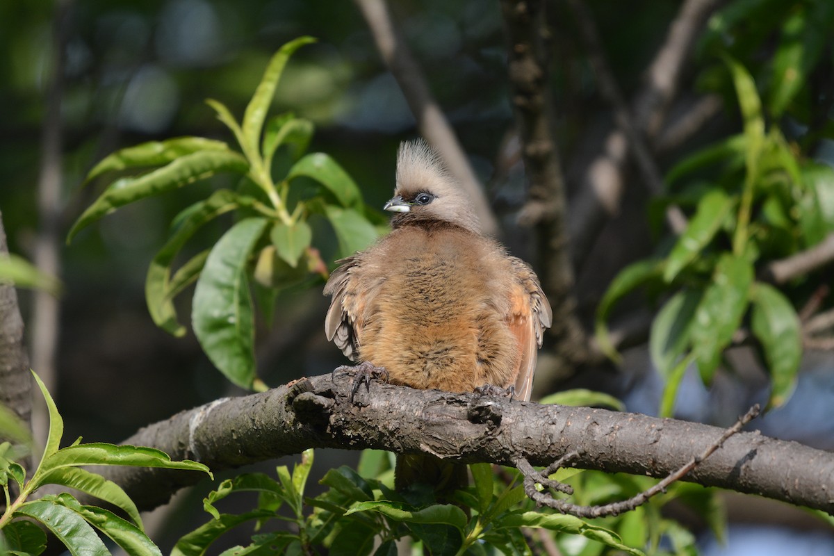 Speckled Mousebird - Marc Cronje- Nature Travel Birding