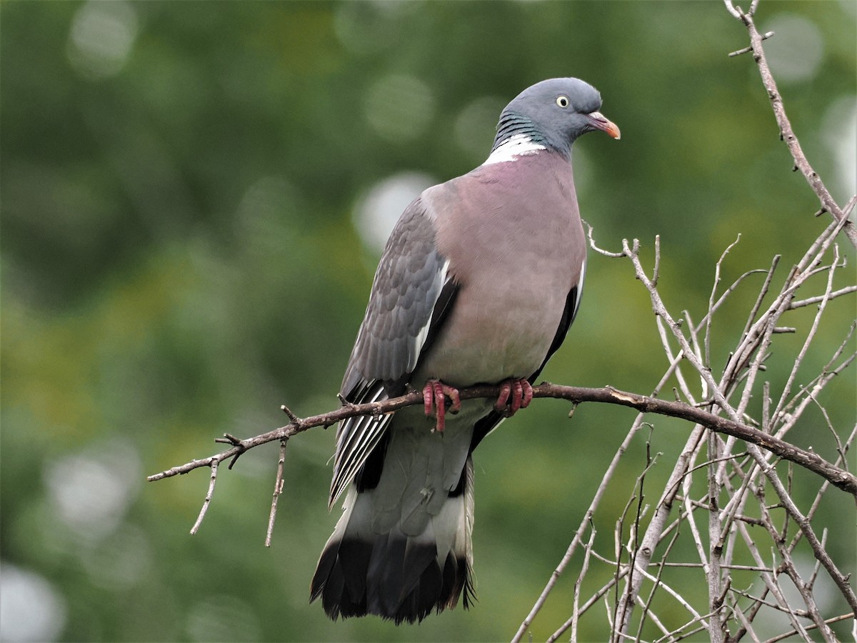 Common Wood-Pigeon - ML582486541