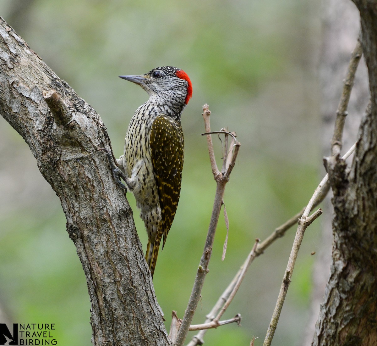 Cardinal Woodpecker - ML582486751