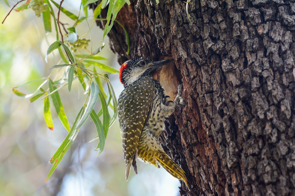 Golden-tailed Woodpecker - ML582486801