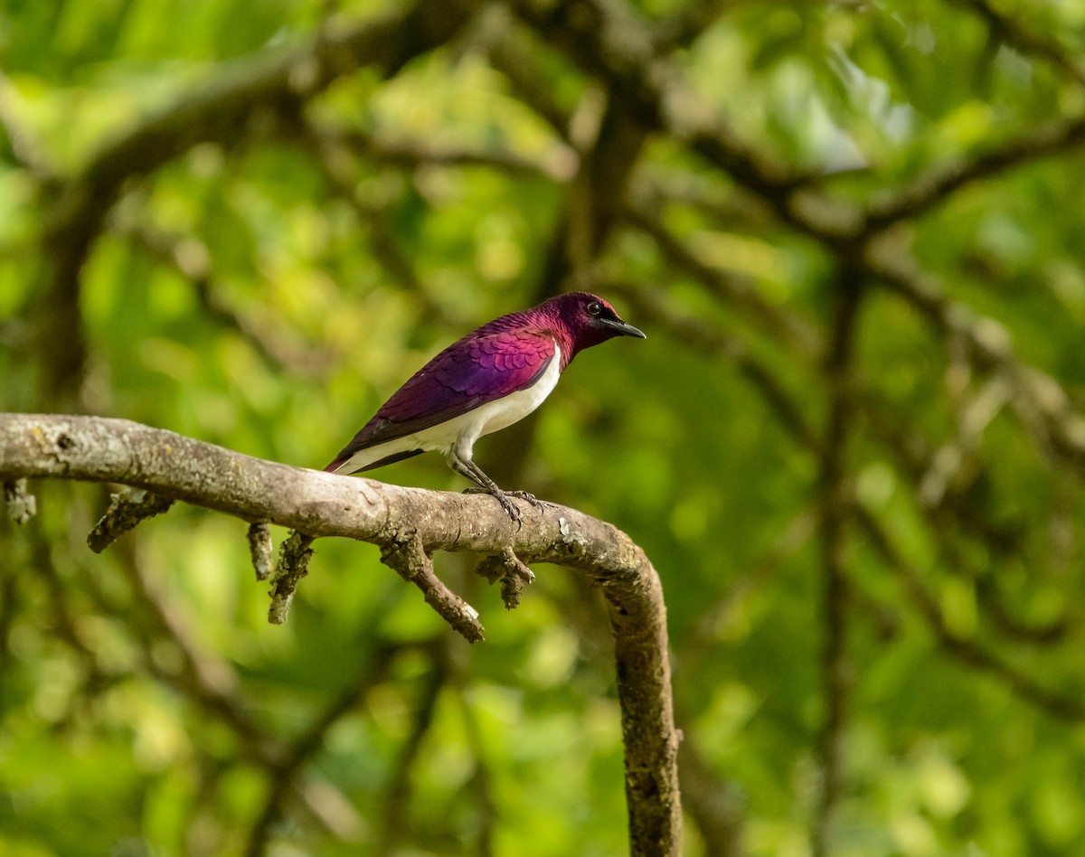Violet-backed Starling - ML582487071