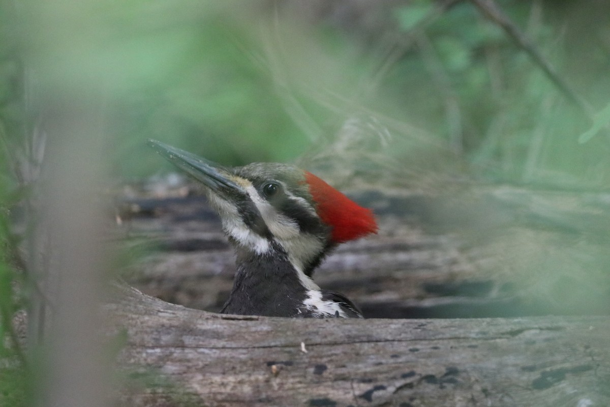 Pileated Woodpecker - ML582490201
