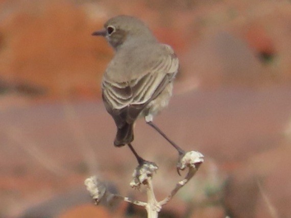 Sickle-winged Chat - ML582490601
