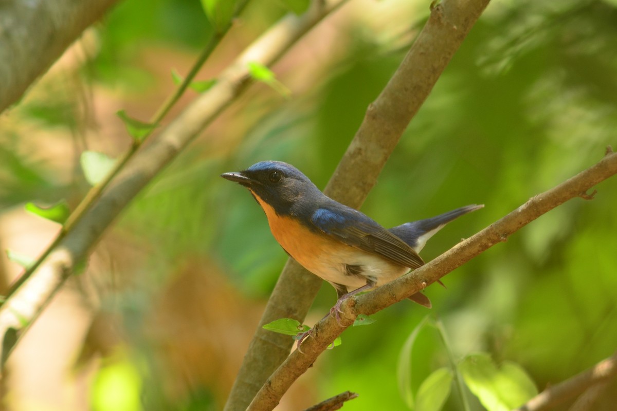 Chinese Blue Flycatcher - Supaporn Teamwong