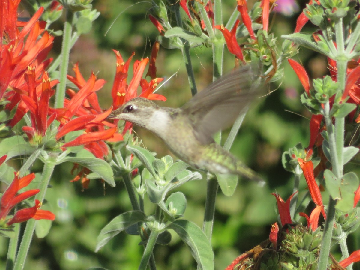 Black-chinned Hummingbird - Paul Sellin