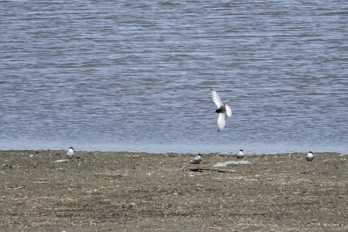 White-winged Tern - ML582499691