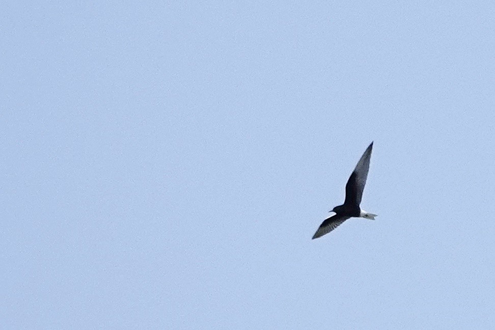 White-winged Tern - ML582499961