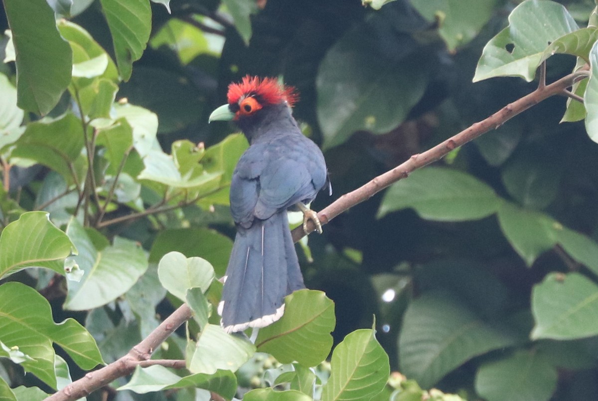Red-crested Malkoha - ML582501691